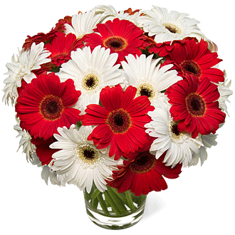 white-red-gerbera-daisies-wedding