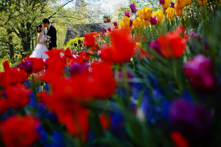 Bride and groom kissing in Shakespeare Garden with colorful tulips in foreground